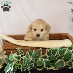 Lucy, Maltipoo Puppy