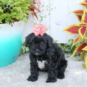 Lucy, Yorkie Poo Puppy