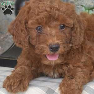 Lucy, Mini Goldendoodle Puppy