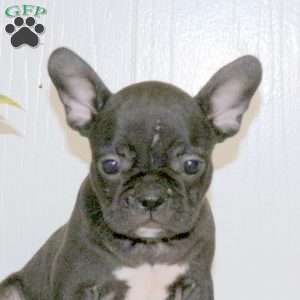 Lucy, Frenchton Puppy