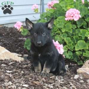 Lucy, German Shepherd Puppy