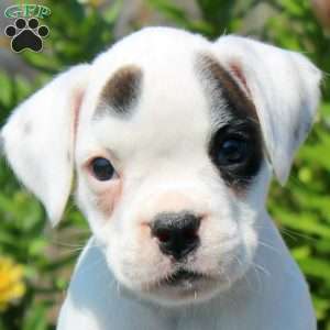 Lucy, Boxer Puppy