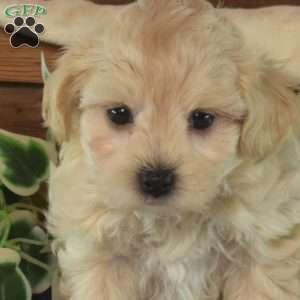 Lucy, Maltipoo Puppy
