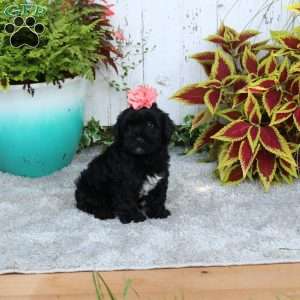 Lucy, Yorkie Poo Puppy