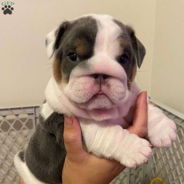 Lucy, English Bulldog Puppy