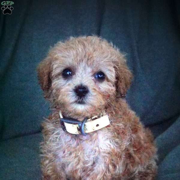 Luella, Maltipoo Puppy