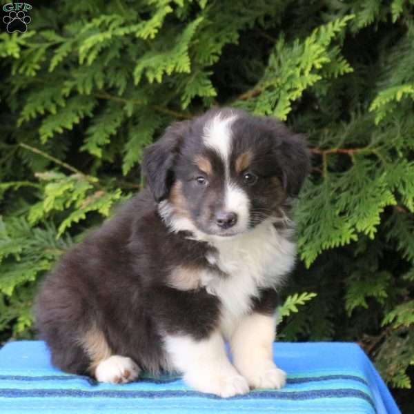 Lukas, Miniature Australian Shepherd Puppy