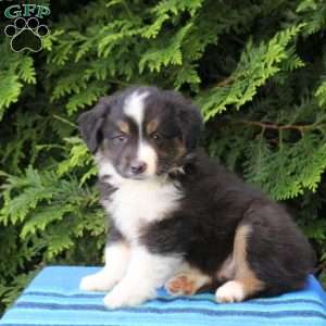 Lukas, Miniature Australian Shepherd Puppy
