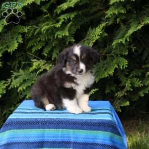Lukas, Miniature Australian Shepherd Puppy