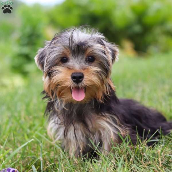 Luke, Yorkie Puppy