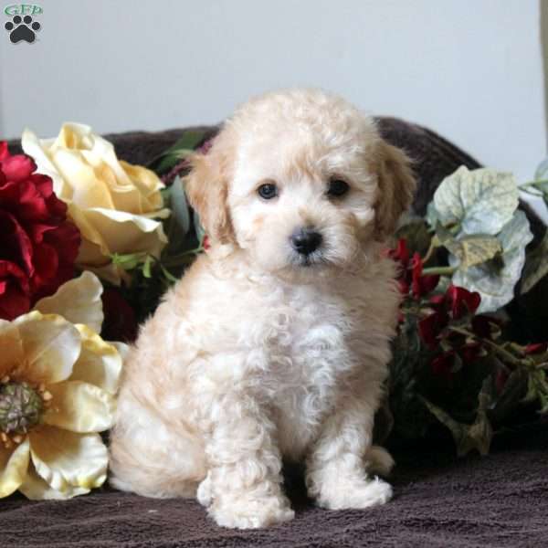 Luke, Havapoo Puppy