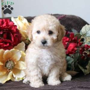 Luke, Havapoo Puppy