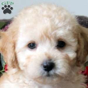 Luke, Havapoo Puppy