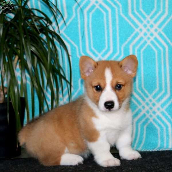 Luke, Pembroke Welsh Corgi Puppy