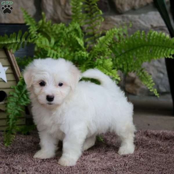 Luke, Maltese Puppy