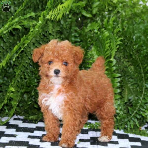 Luke, Miniature Poodle Puppy