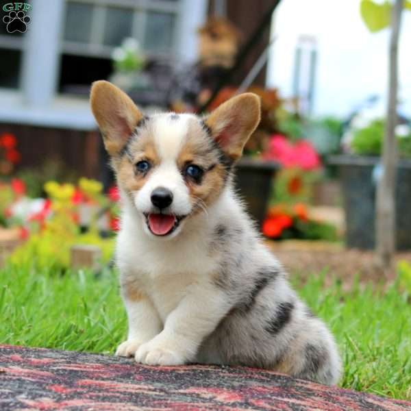 Luke, Pembroke Welsh Corgi Puppy