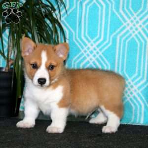 Luke, Pembroke Welsh Corgi Puppy