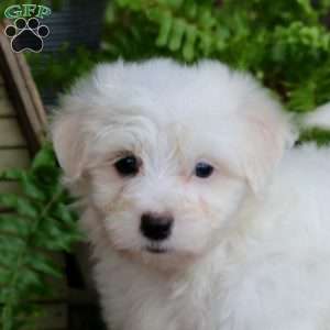 Luke, Maltese Puppy