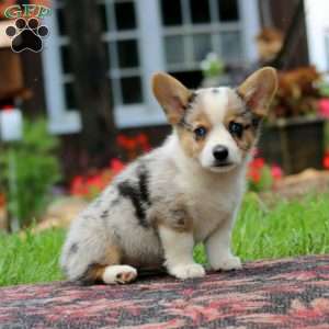 Luke, Pembroke Welsh Corgi Puppy