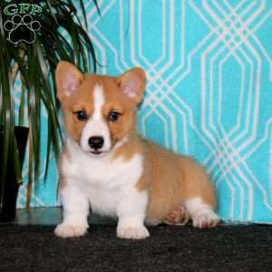 Luke, Pembroke Welsh Corgi Puppy