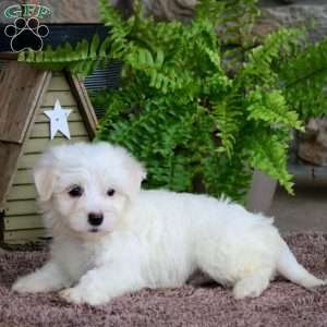 Luke, Maltese Puppy