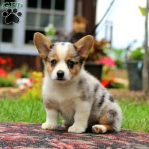 Luke, Pembroke Welsh Corgi Puppy