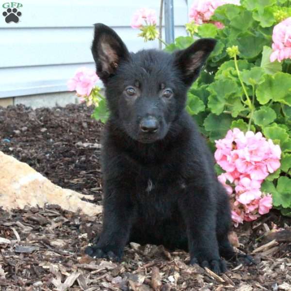 Lula, German Shepherd Puppy