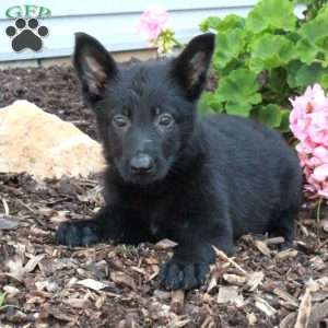 Lula, German Shepherd Puppy