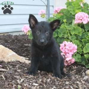 Lula, German Shepherd Puppy