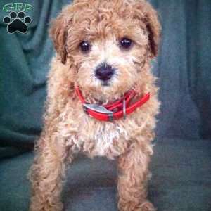 Lulu, Maltipoo Puppy