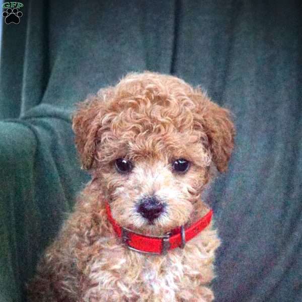 Lulu, Maltipoo Puppy