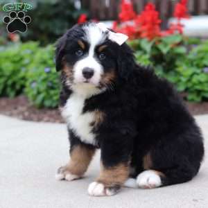 Luna, Bernese Mountain Dog Puppy