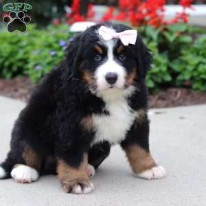 Luna, Bernese Mountain Dog Puppy