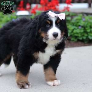 Luna, Bernese Mountain Dog Puppy