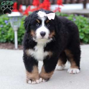 Luna, Bernese Mountain Dog Puppy
