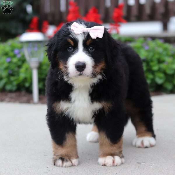 Luna, Bernese Mountain Dog Puppy