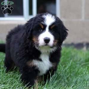 Luna, Bernese Mountain Dog Puppy