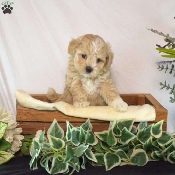 Luna, Maltipoo Puppy