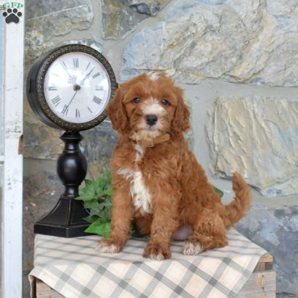 Luna, Mini Goldendoodle Puppy