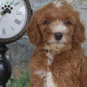 Luna, Mini Goldendoodle Puppy