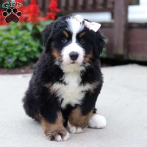 Luna, Bernese Mountain Dog Puppy