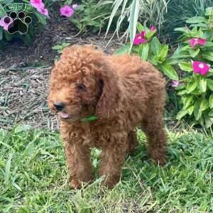 Luther, Miniature Poodle Puppy
