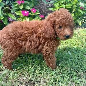 Luther, Miniature Poodle Puppy