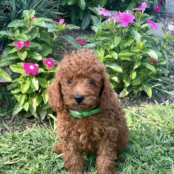 Luther, Miniature Poodle Puppy
