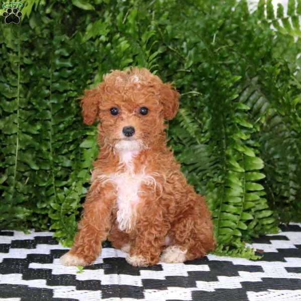 Lylah, Miniature Poodle Puppy