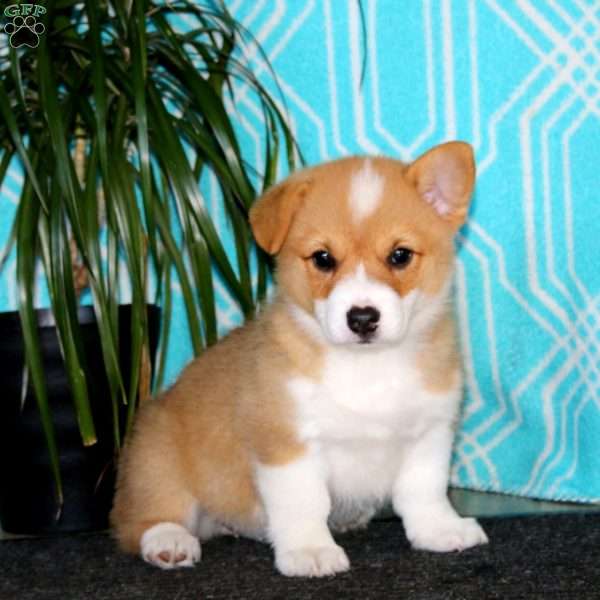 Lylah, Pembroke Welsh Corgi Puppy