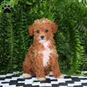 Lylah, Miniature Poodle Puppy