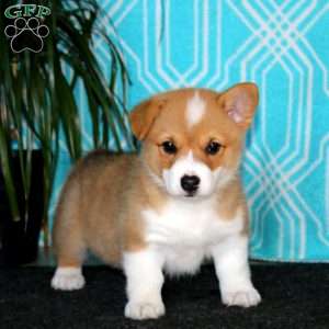 Lylah, Pembroke Welsh Corgi Puppy