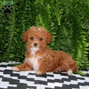 Lylah, Miniature Poodle Puppy